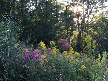 View of flower trees on landscape