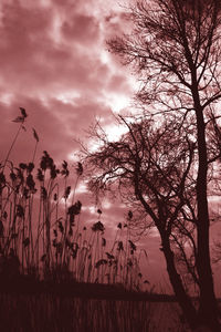 Silhouette of bare tree against cloudy sky