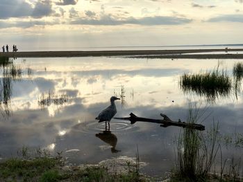 Birds in lake against sky