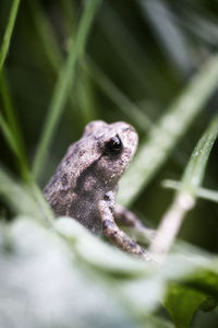 Close-up of frog on leaf