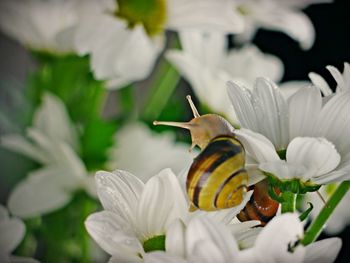 Close-up of white flowers on plant