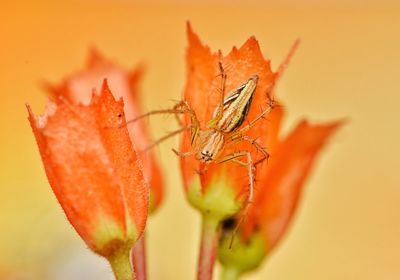 Close-up of insect on orange flower