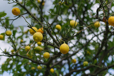 Low angle view of fruits on tree