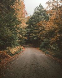 Road passing through trees