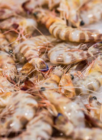 Raw prawns in market