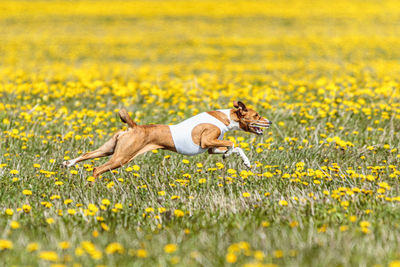 Basenji dog running in white jacket on coursing field at competition in summer