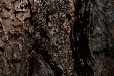 Close-up of tree trunk