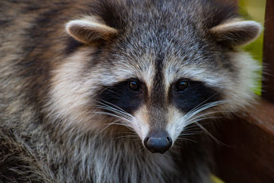 Close up of raccoon