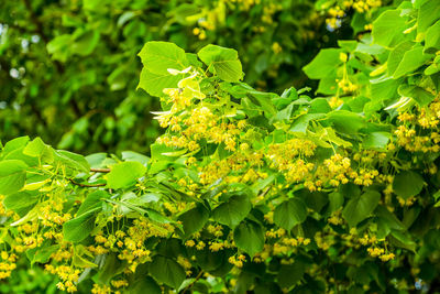 Close-up of yellow flowering plant