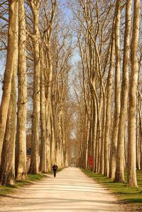 Road amidst bare trees in forest