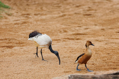 Close-up of bird