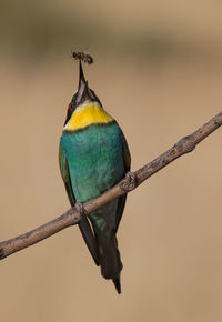 Close-up of bird perching on branch