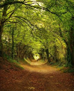 Road amidst trees in forest