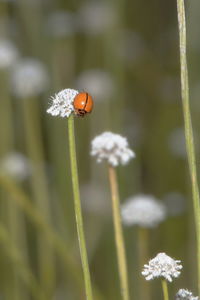 Close-up of insect on white flower