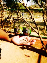 Close-up of a hand holding a bird