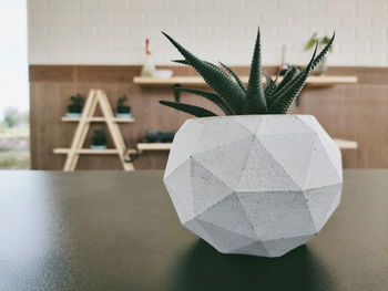 Close-up of succulent plant on table