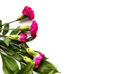 Close-up of pink rose against white background