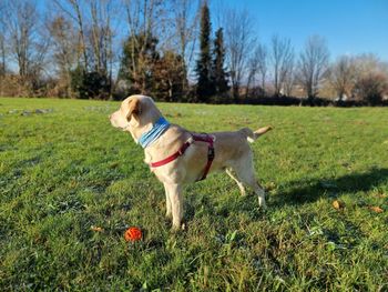 Dogs running on field