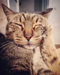 Close-up of cat sleeping at home