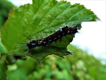 Close-up of butterfly on leaf