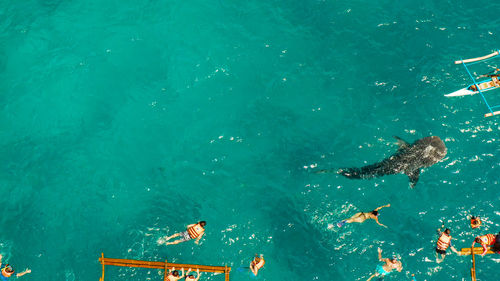 Aerial view of tourists snorkeling and watch whale sharks in turquoise water.  oslob, philippines