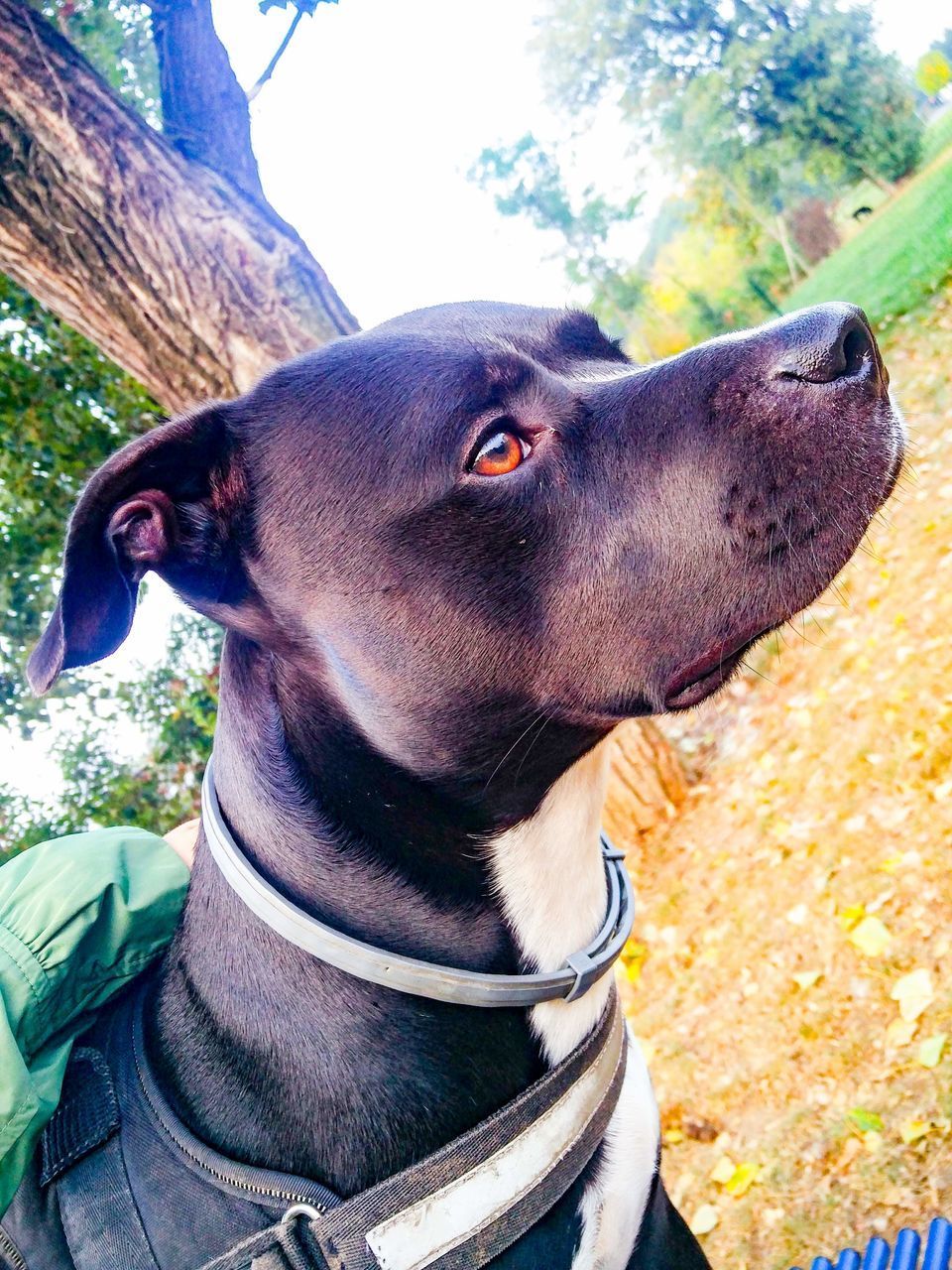 CLOSE-UP OF A DOG LOOKING AWAY OUTDOORS