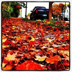 Autumn leaves on tree