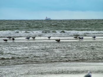 Seagulls flying over sea against sky