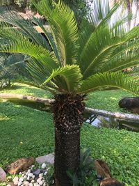 Palm tree by plants