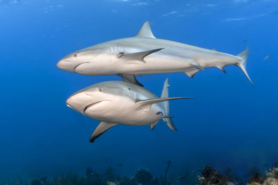 View of fish underwater