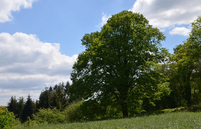 Low angle view of trees on field against sky