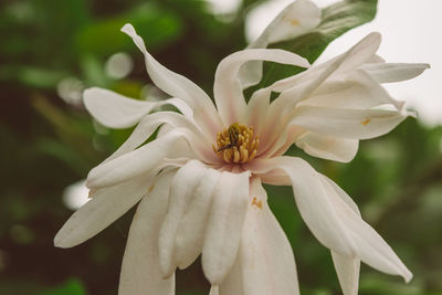 Close-up of white flowering plant in park