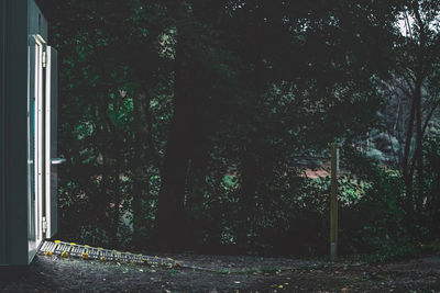 Trees and plants growing outside house in forest