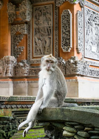 Lion sitting outside building