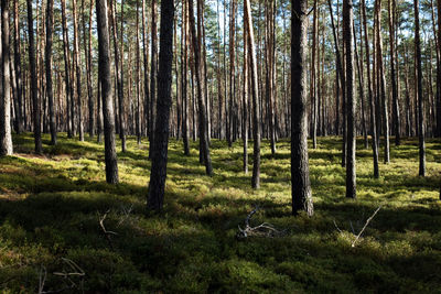 Trees on field in forest