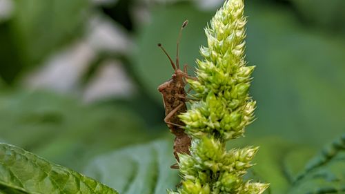 Close-up of insect on plant