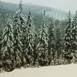 Snow covered landscape