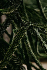 Close-up of palm tree leaves