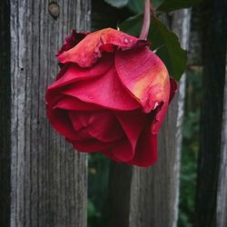 Close-up of red rose