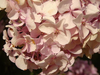 Close-up of pink flowers blooming outdoors