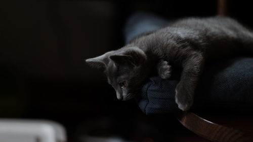 Close-up of cat relaxing on floor