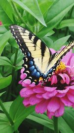 Close-up of butterfly pollinating on pink flowers