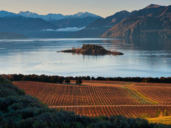 Lake wanaka vineyards scenic view