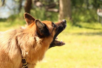 Close-up of dog