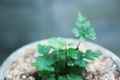 Close-up of green plant on table