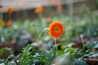 Close-up of flower blooming outdoors