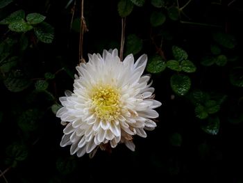 Close-up of white flowering plant