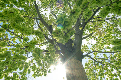 Low angle view of sunlight streaming through tree