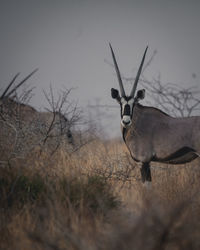 Portrait of horse on field