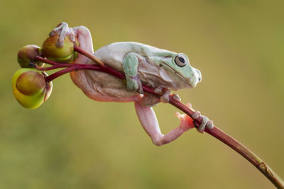 Close-up of lizard on tree